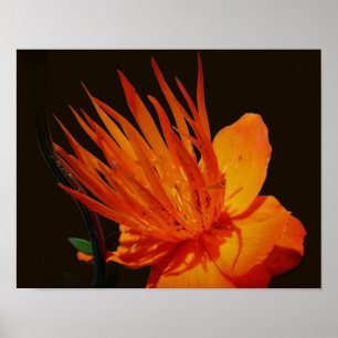 Póster Flor naranja En Flor Sunshine