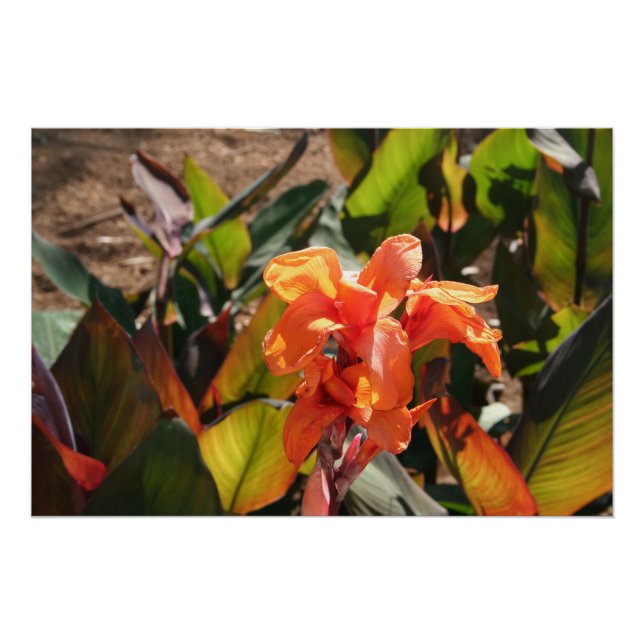 Póster Flor naranja exótica (Anverso)