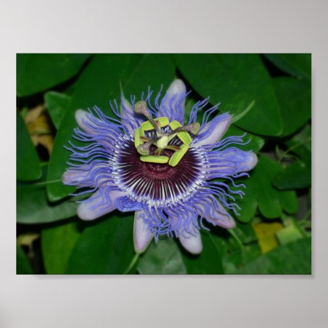Póster Flor oco Passiflora caerulea Flor de pasión (Frente)