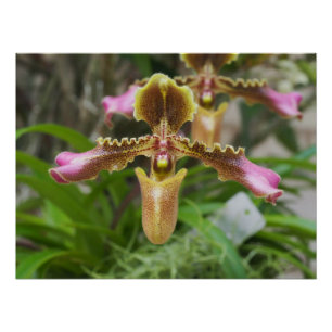 Póster Flor orquídea