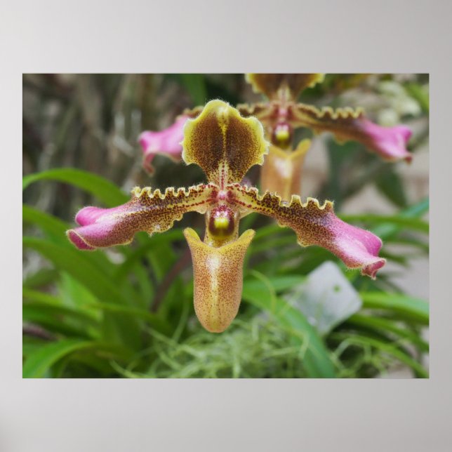 Póster Flor orquídea (Frente)