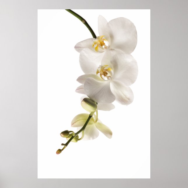Póster Flor Orquídea De Dendrobio Blanco (Frente)