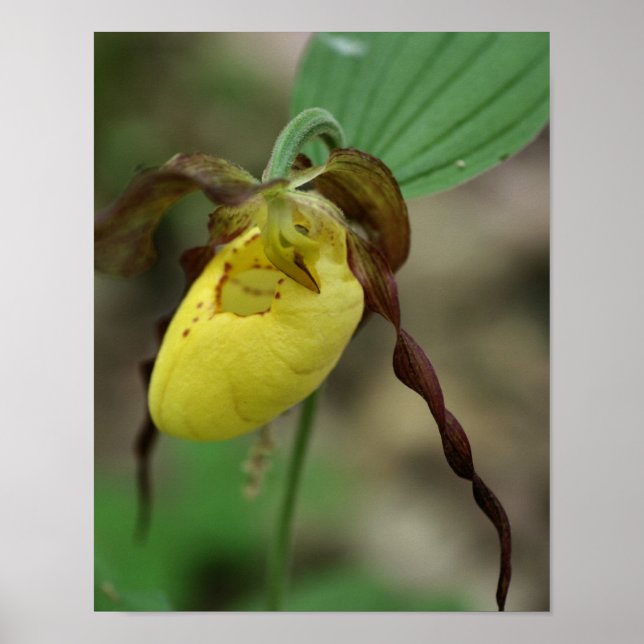 Póster Flor Orquídea de la Mujer Amarilla Salvaje (Frente)