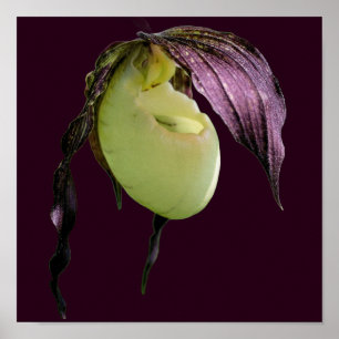 Póster Flor Orquídea de la Mujer Blanca