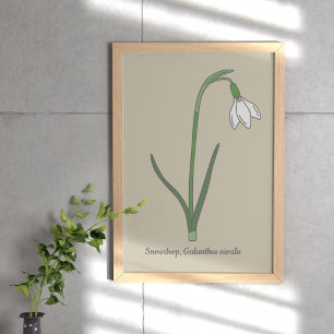 Póster Flor Pastel de Snowdrop Botánica