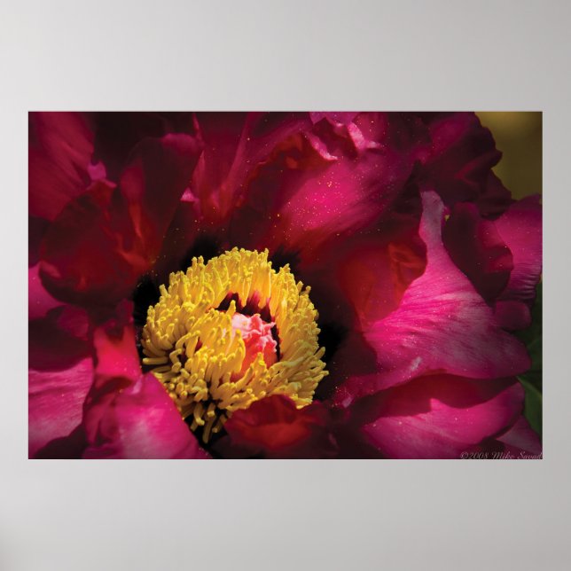 Póster Flor - Peonía (Frente)