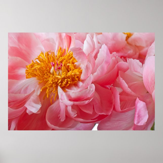 Póster Flor peony de primavera rosada - plantilla Peonies (Frente)
