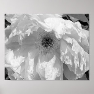 Póster Flor Peony En Blanco Y Negro