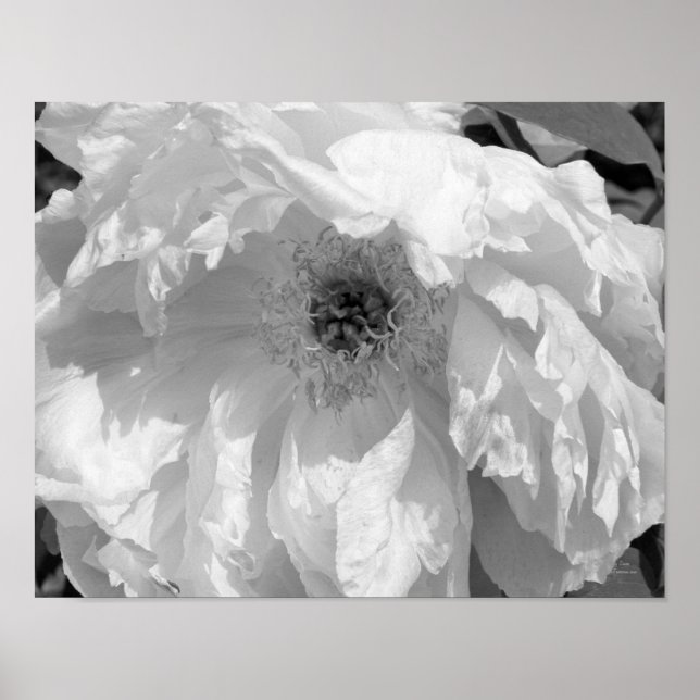 Póster Flor Peony En Blanco Y Negro (Frente)