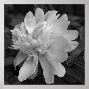 Póster Flor Peony En Blanco Y Negro En Sangre