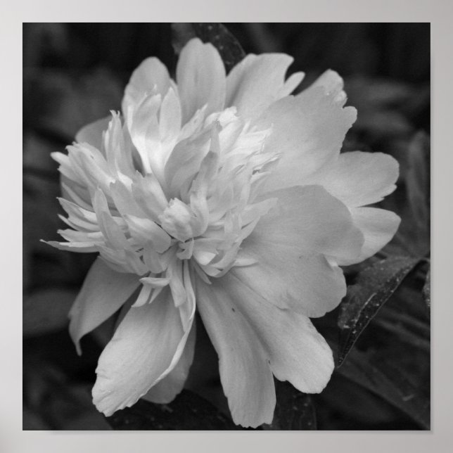Póster Flor Peony En Blanco Y Negro En Sangre (Frente)