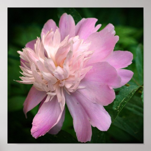 Póster Flor Peony En Bloom (Frente)