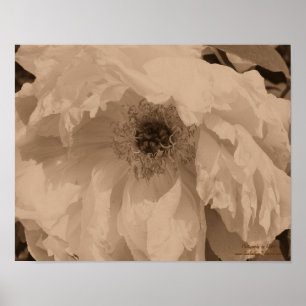 Póster Flor Peony En Florencia En La Sepia Vintage