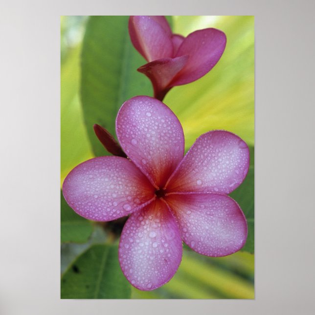 Póster Flor, Plumeria sp.), Pacífico Sur, Niue (Frente)