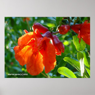 Póster Flor Pomegranada Sunlit