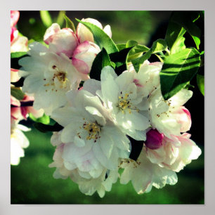 Póster Flor Primavera Crabapple Flores 2 Cierre