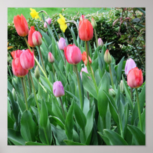 Póster flor, primavera, hermosa, fondo, tulipán,