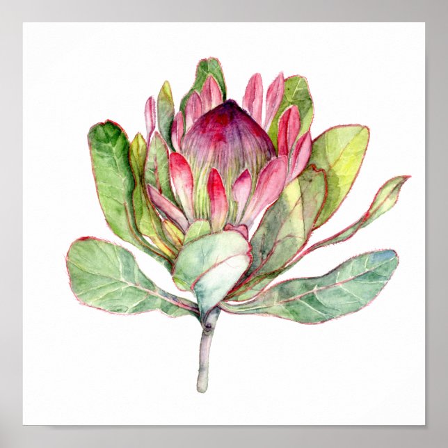 Póster Flor Protea (Frente)