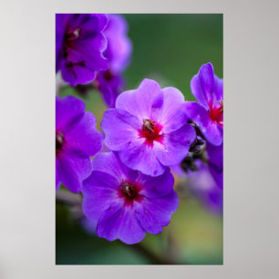 Póster Flor púrpura