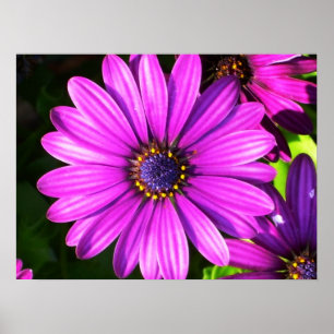 Póster Flor púrpura
