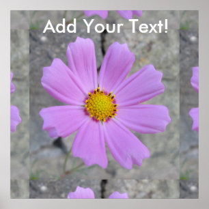 Póster Flor púrpura Cosmos