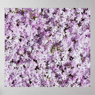 Póster Flor púrpura, fondo de frescura de verano.