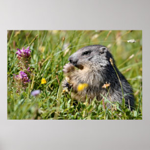 Póster Flor que come la marmota alpina