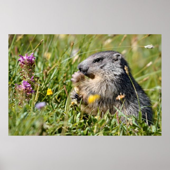Póster Flor que come la marmota alpina (Frente)