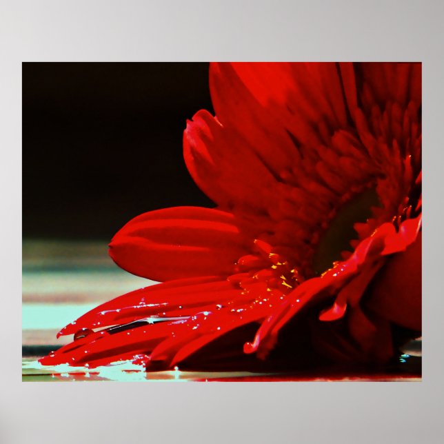Póster Flor Red Daisy Gerbera (Frente)