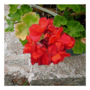 Póster flor roja