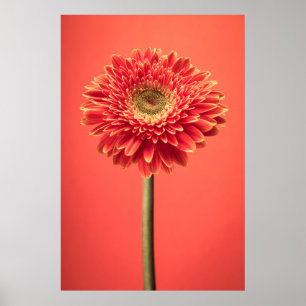 Póster Flor roja Barberton Gerbera Daisy