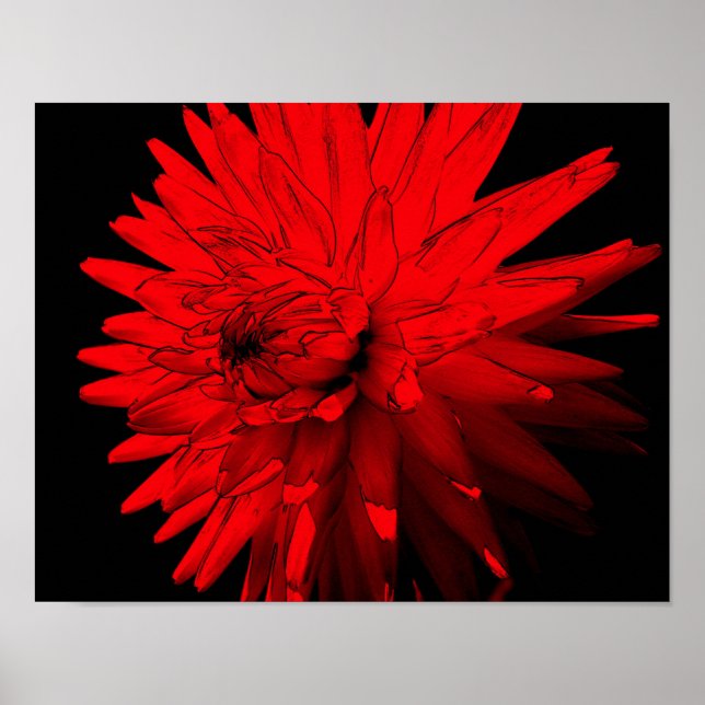 Póster Flor roja caliente de Dahlia (Frente)
