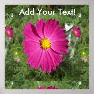 Póster Flor roja Cosmos