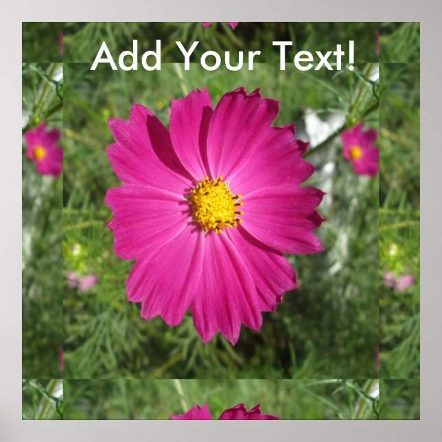 Póster Flor roja Cosmos (Frente)