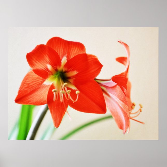 Póster Flor roja de Amaryllis (Frente)