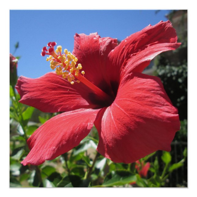Póster Flor roja hibiscus (Anverso)