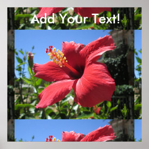 Póster Flor roja hibiscus