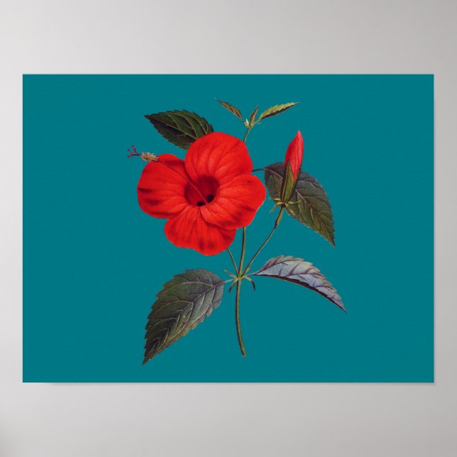 Póster Flor roja hibiscus bonito (Frente)