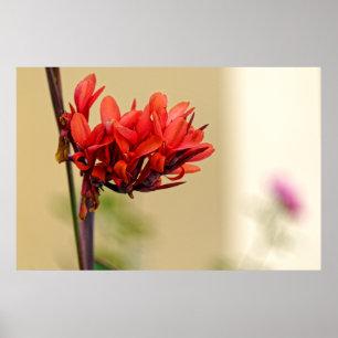 Póster flor roja rara