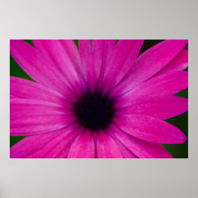 Póster flor rosa (Frente)