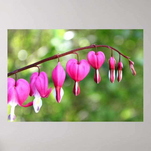 Póster Flor rosa (Frente)