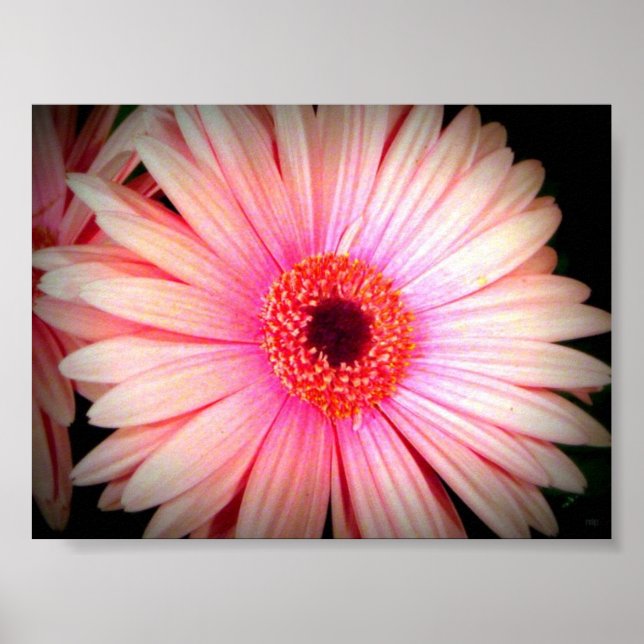 Póster Flor rosa (Frente)