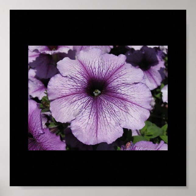 Póster Flor rosa (Frente)