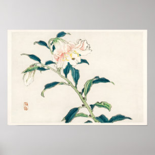 Póster Flor Rosa
