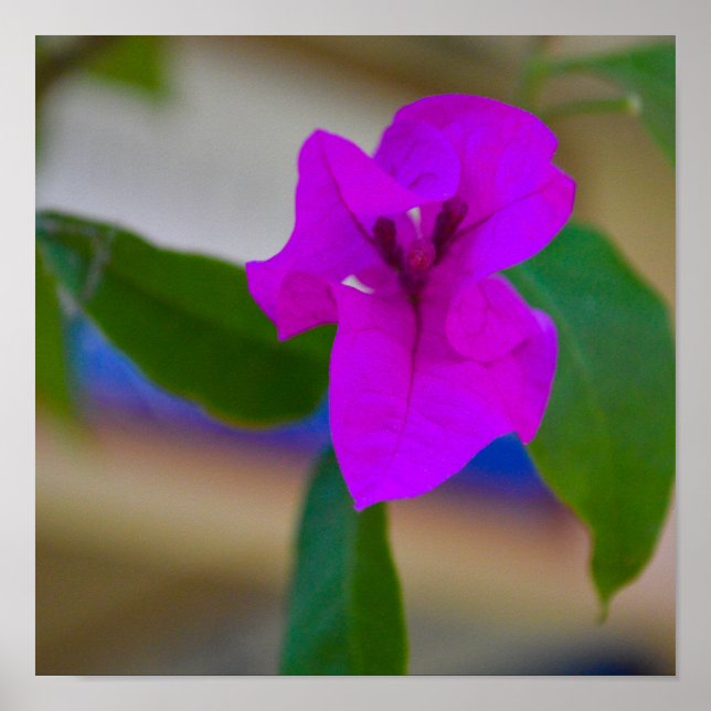 Póster Flor rosa - #2 (Frente)