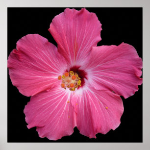 Póster Flor rosa 24 x 24 Poster