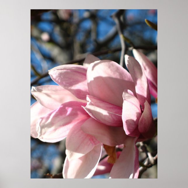 Póster Flor rosa 3 (Frente)