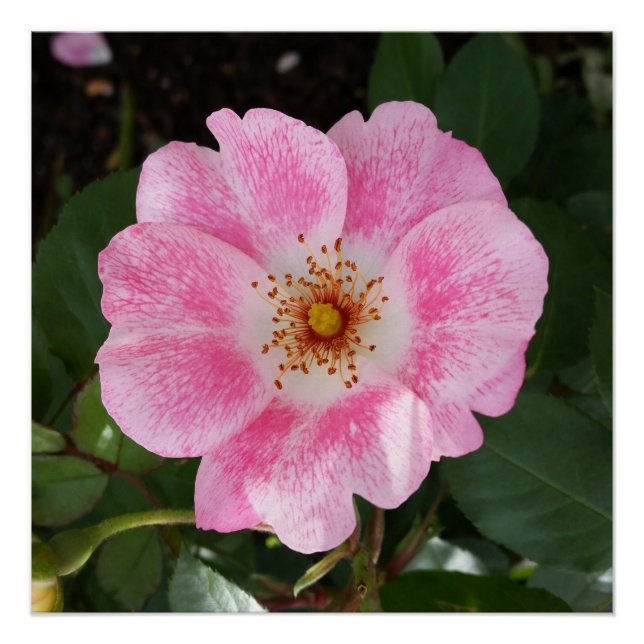 Póster flor rosa a la sombra (Anverso)