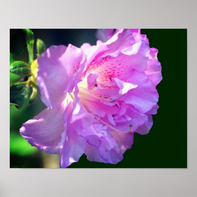 Póster Flor rosa azalea (Frente)