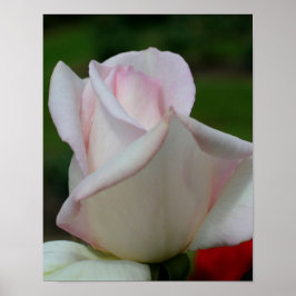 Póster Flor rosa blanca